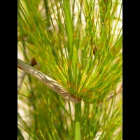 Elegia Capensis (fam. Restionacees) (Afr du sud)(04)